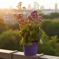 Limonium | Lavanda di Mare