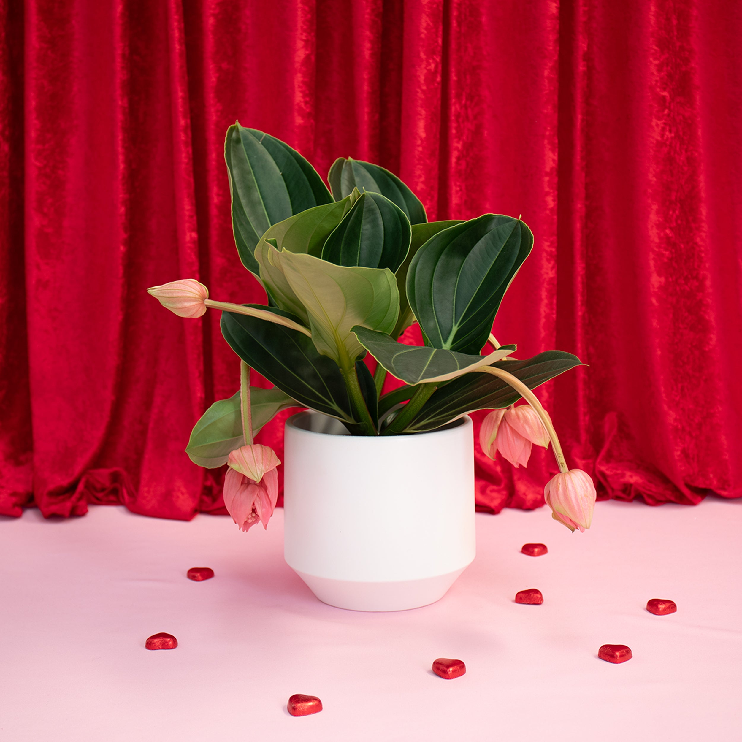 Medinilla Magnifica With Aurora Vase