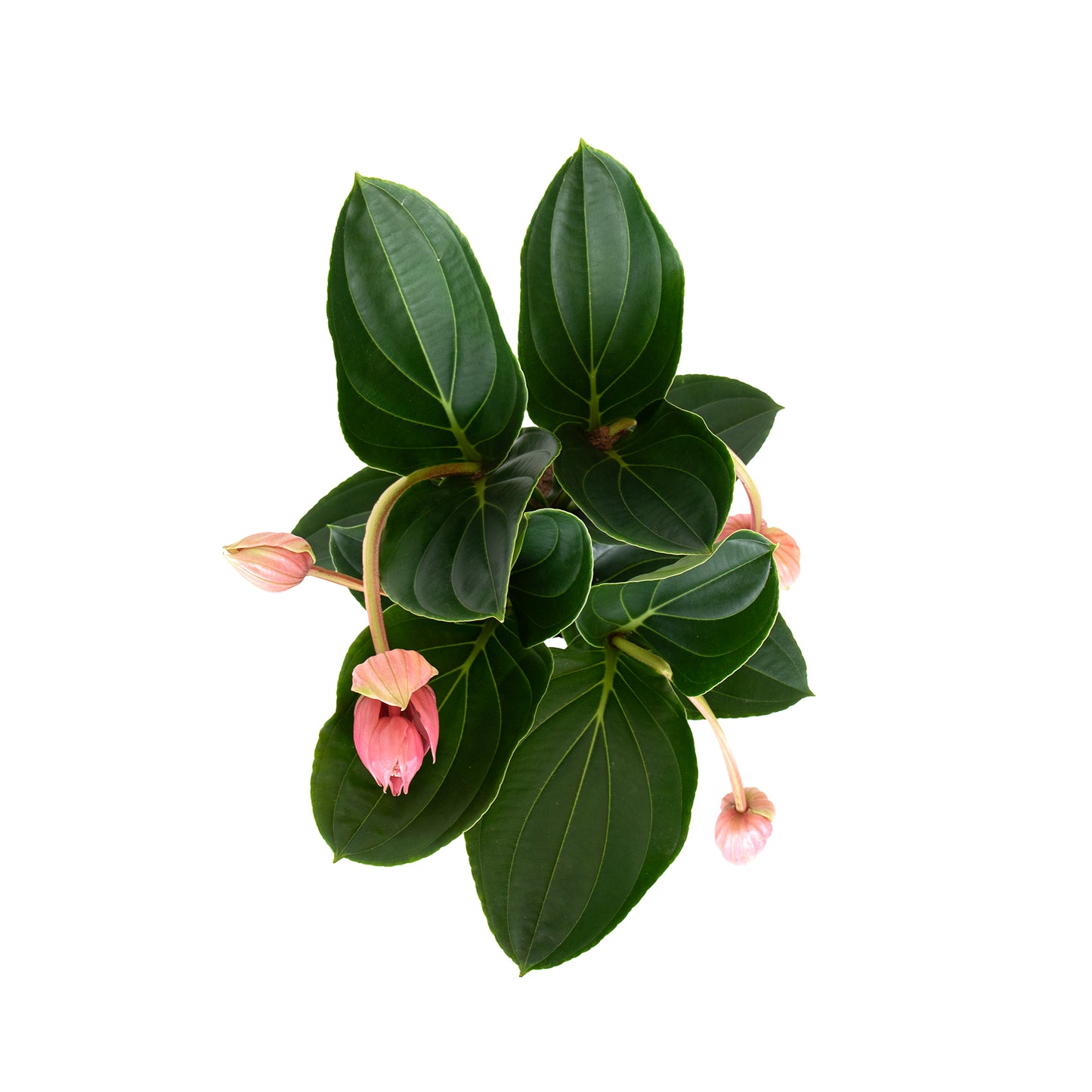 Medinilla Magnifica With Fortuna Vase