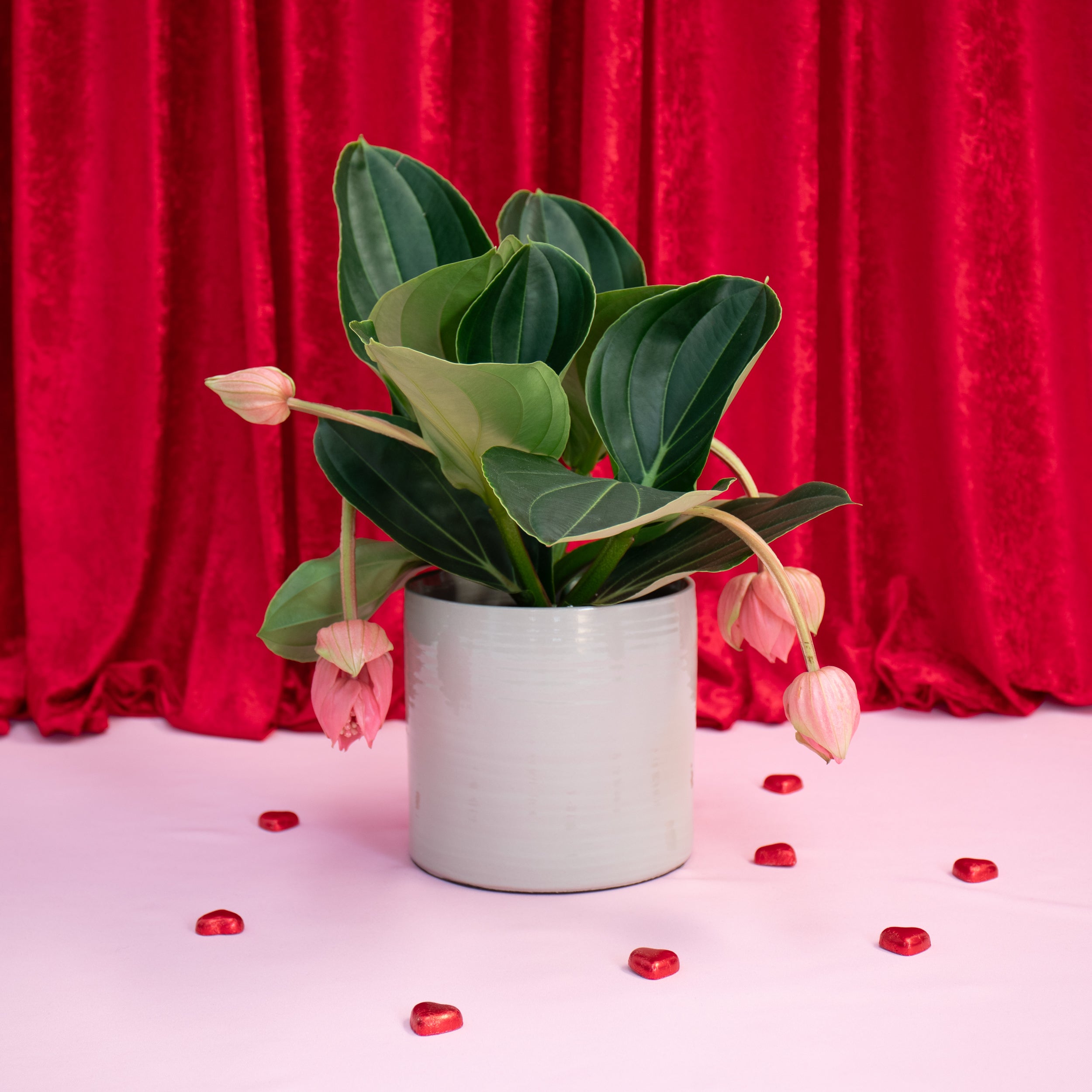 Medinilla Magnifica With Fortuna Vase