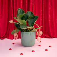 Medinilla Magnifica With Jupiter Vase