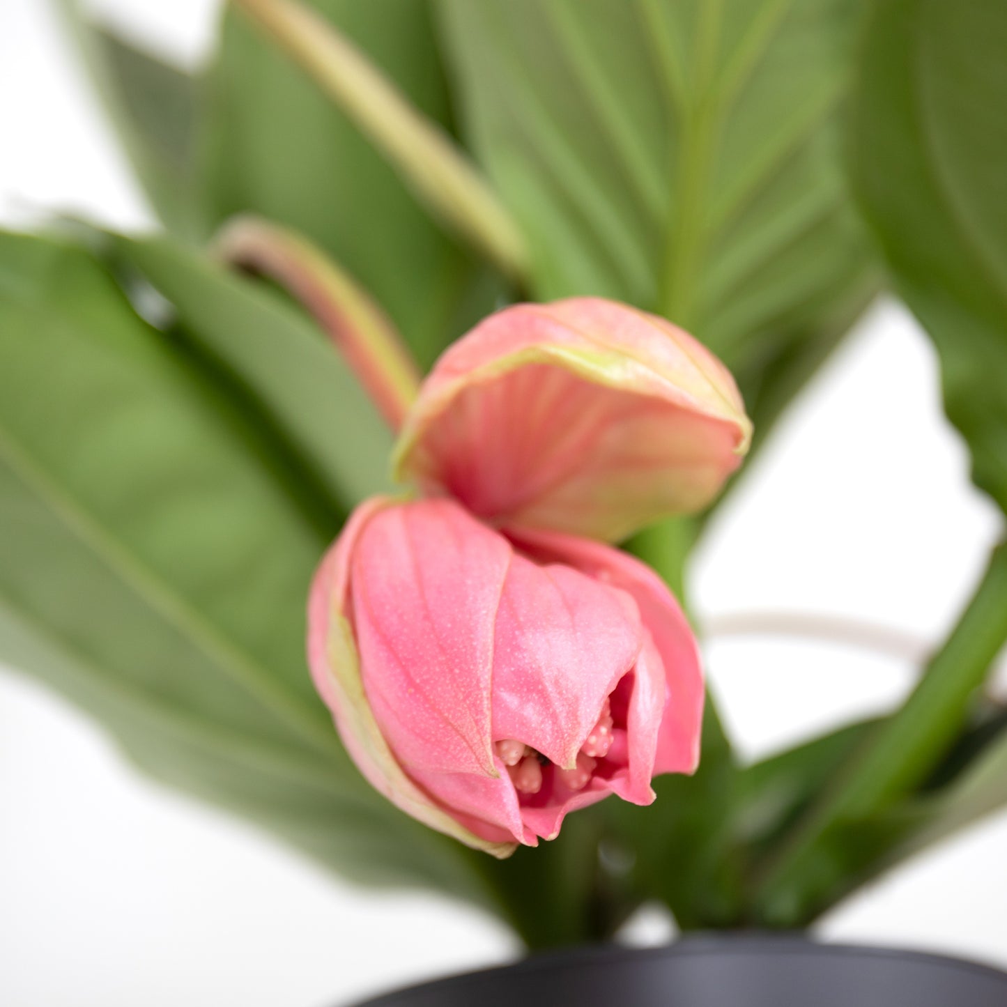 Medinilla Magnifica With Fortuna Vase