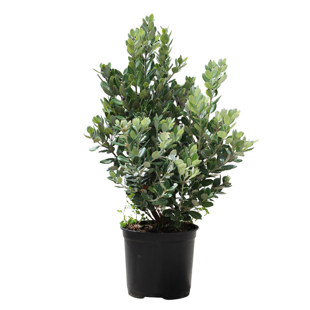 Metrosideros Excelsa | New Zealand Christmas Tree