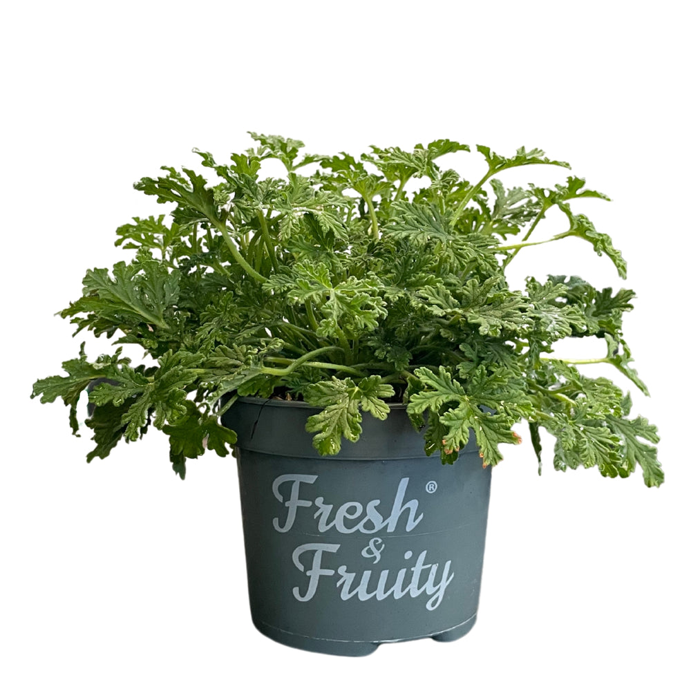 Scented Geranium
