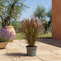 Pennisetum Advena Rubrum