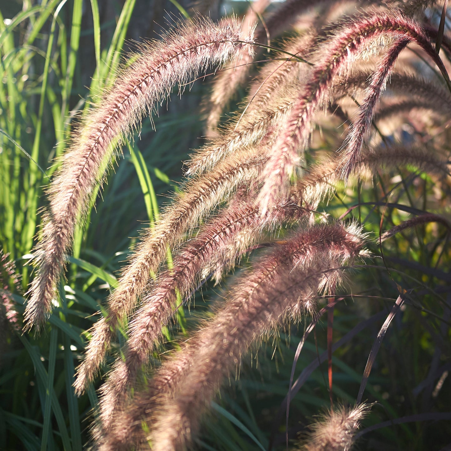 Pennisetum Advena Rubrum