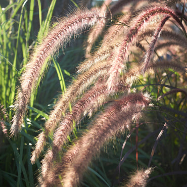 Pennisetum Advena Rubrum