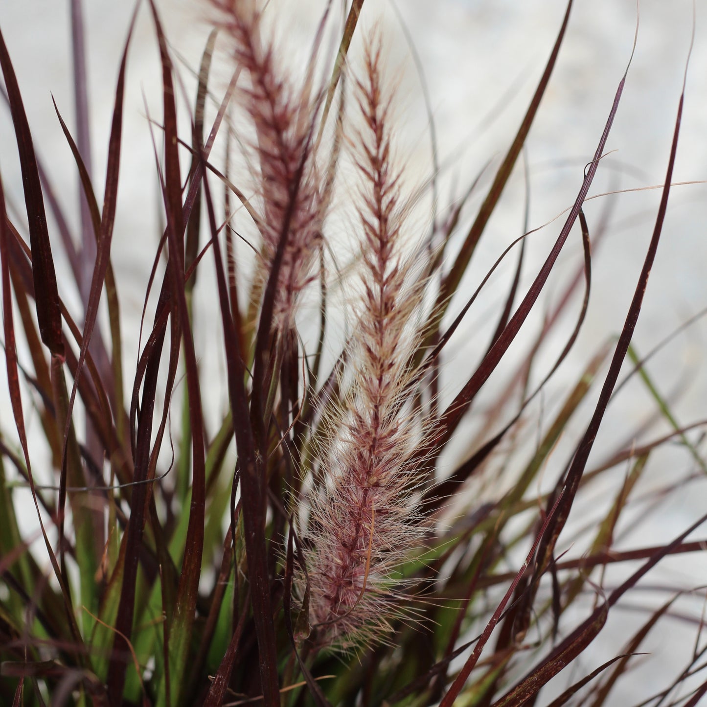 Pennisetum Advena Rubrum