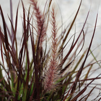 Pennisetum Advena Rubrum