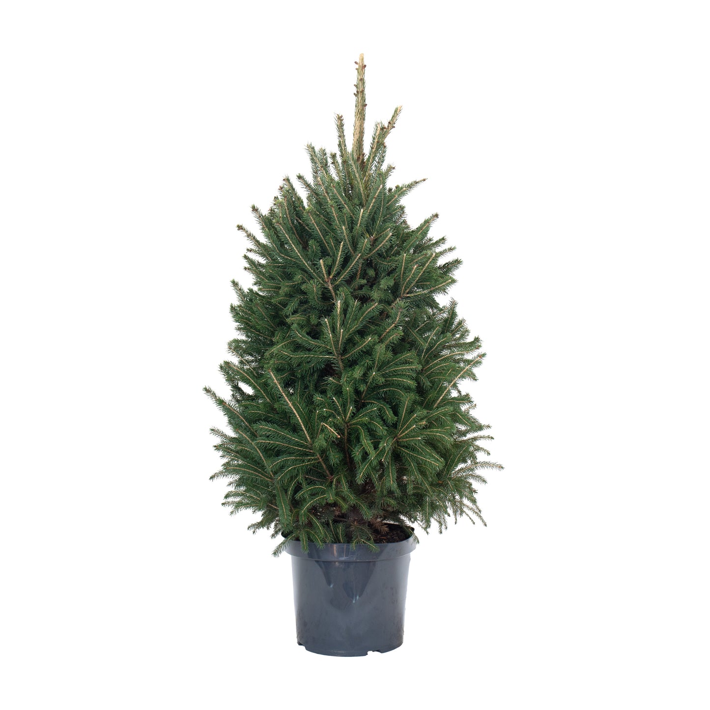 Spruce Super Green