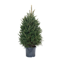 Spruce Super Green