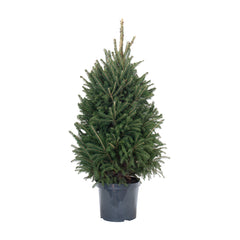 Picea Super Green | Árvore de Natal Natural
