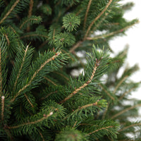 Spruce Super Green