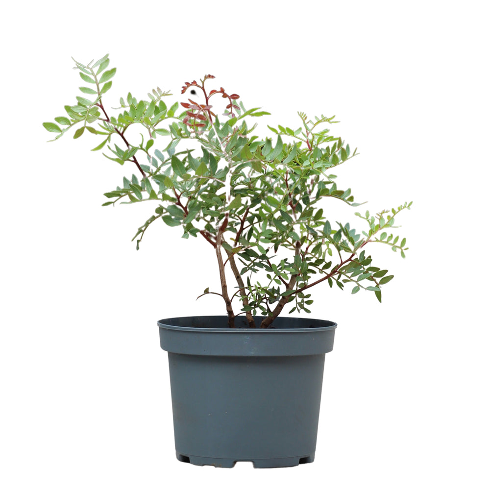 Pistacea Lentiscus | Lentisco