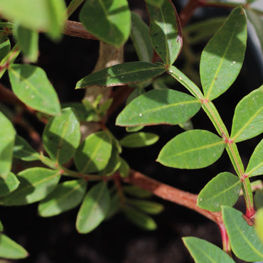 Pistacea Lentiscus | Lentisco