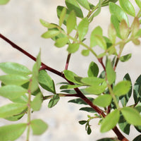 Pistacea Lentiscus | Lentisco