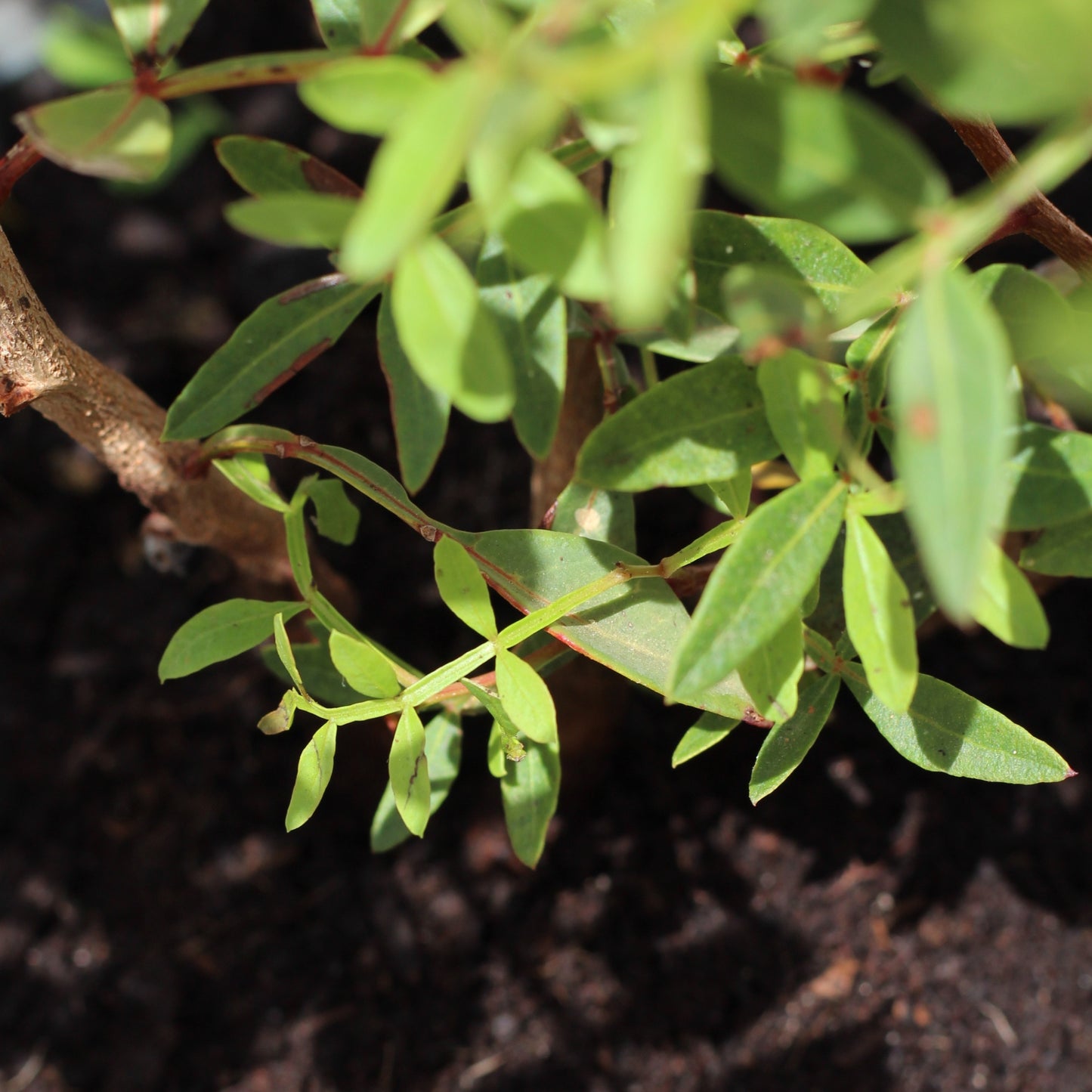 Pistacea Lentiscus | Lentisco