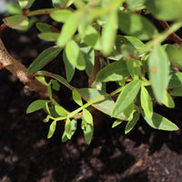 Pistacea Lentiscus | Lentisco
