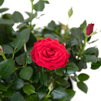 detalhe da rosa vermelha flor da roseira com pequenas folhas de verde intenso