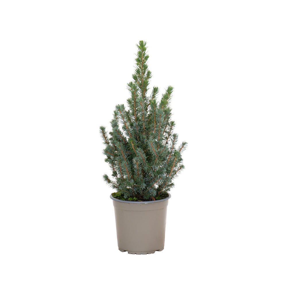 Picea Sander's Blue | Árvore de Natal Natural