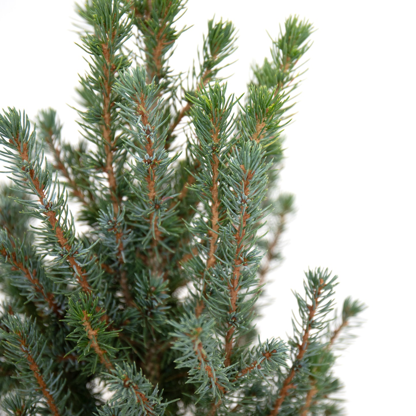 Sander's Blue Spruce