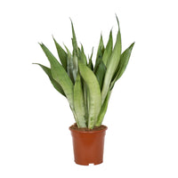 Sansevieria Moonshine