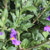 Solanum Rantonnetii | Jasmim Azul