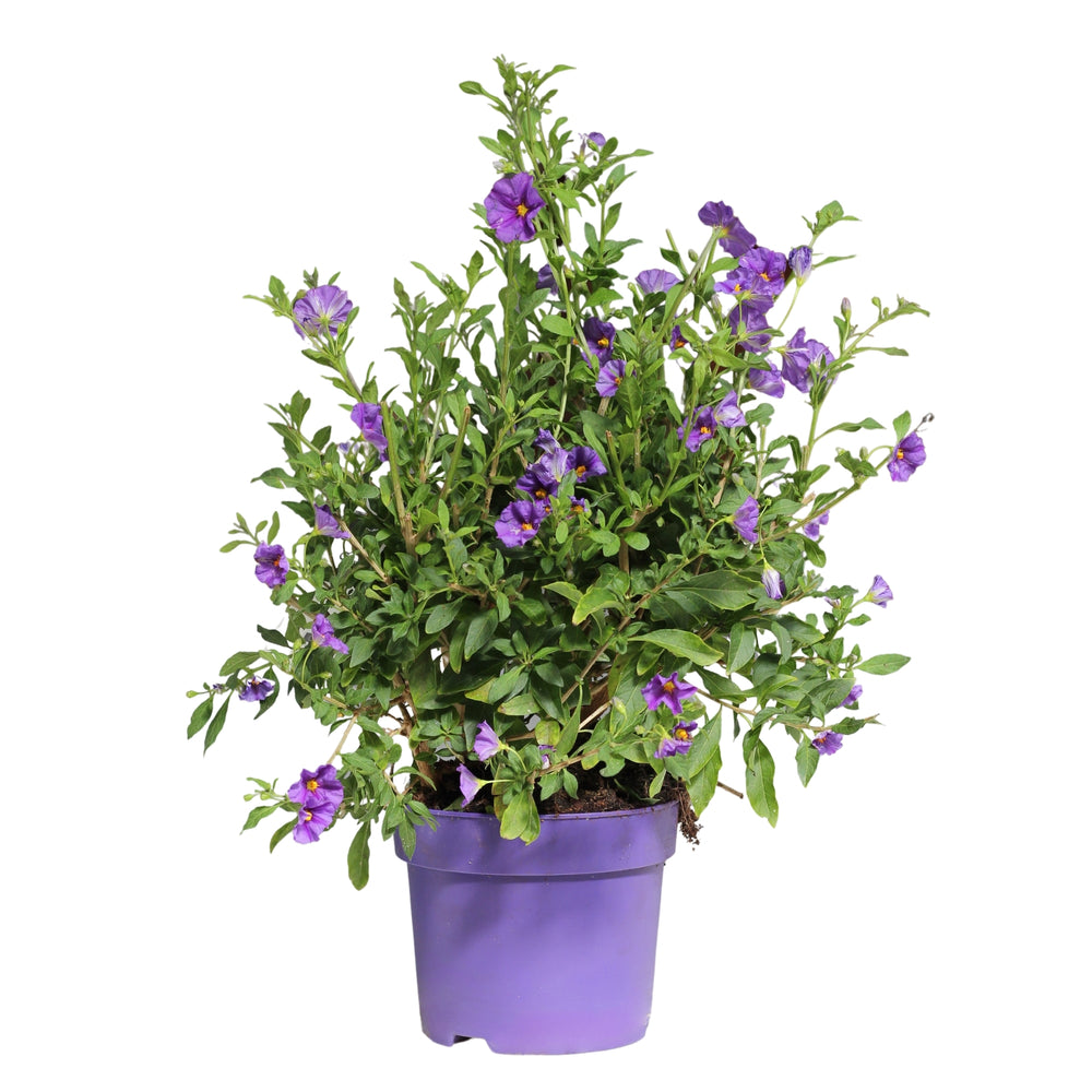 Solanum Rantonnetii | Blue Potato Bush