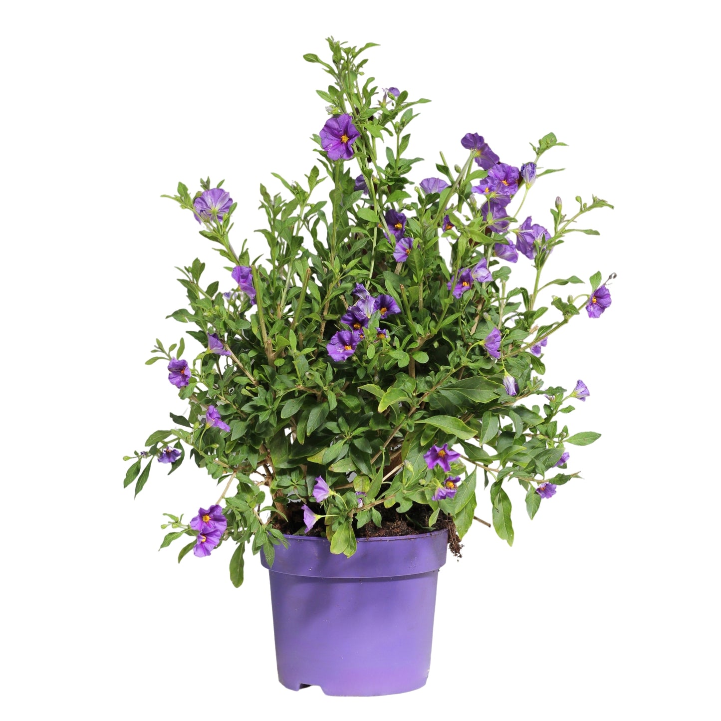 Solanum Rantonnetii | Jasmim Azul