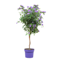 Solanum Rantonnetii | Blue Potato Bush