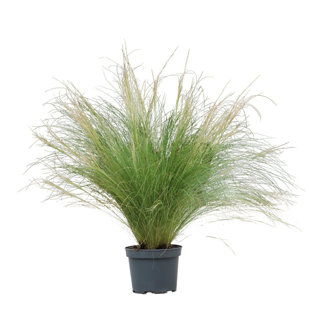 Stipa Tenuissima | Erva-das-Penas