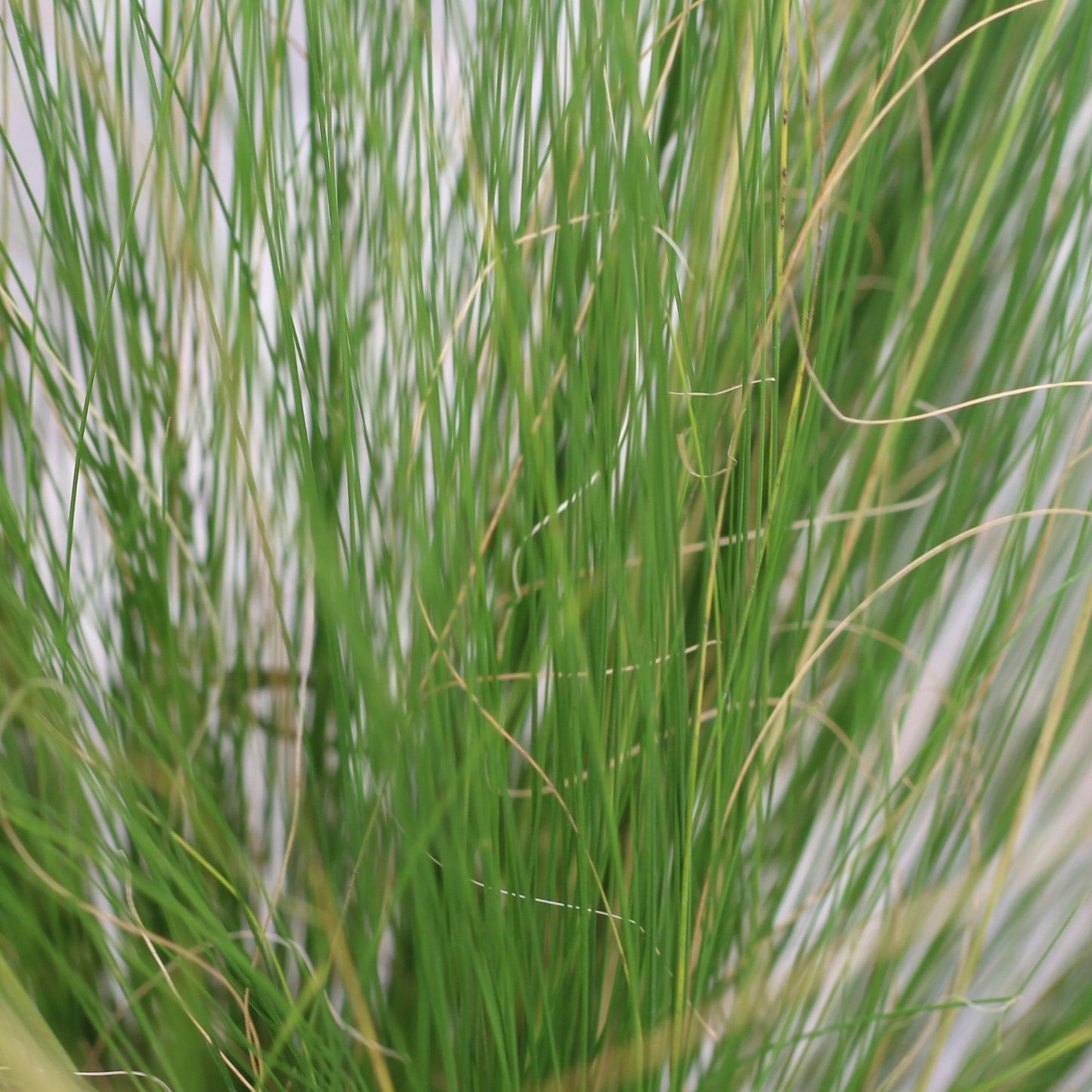 Stipa Tenuissima | Feather Grass