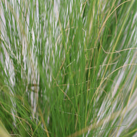 Stipa Tenuissima | Feather Grass