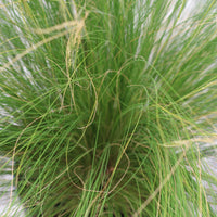 Stipa Tenuissima | Feather Grass
