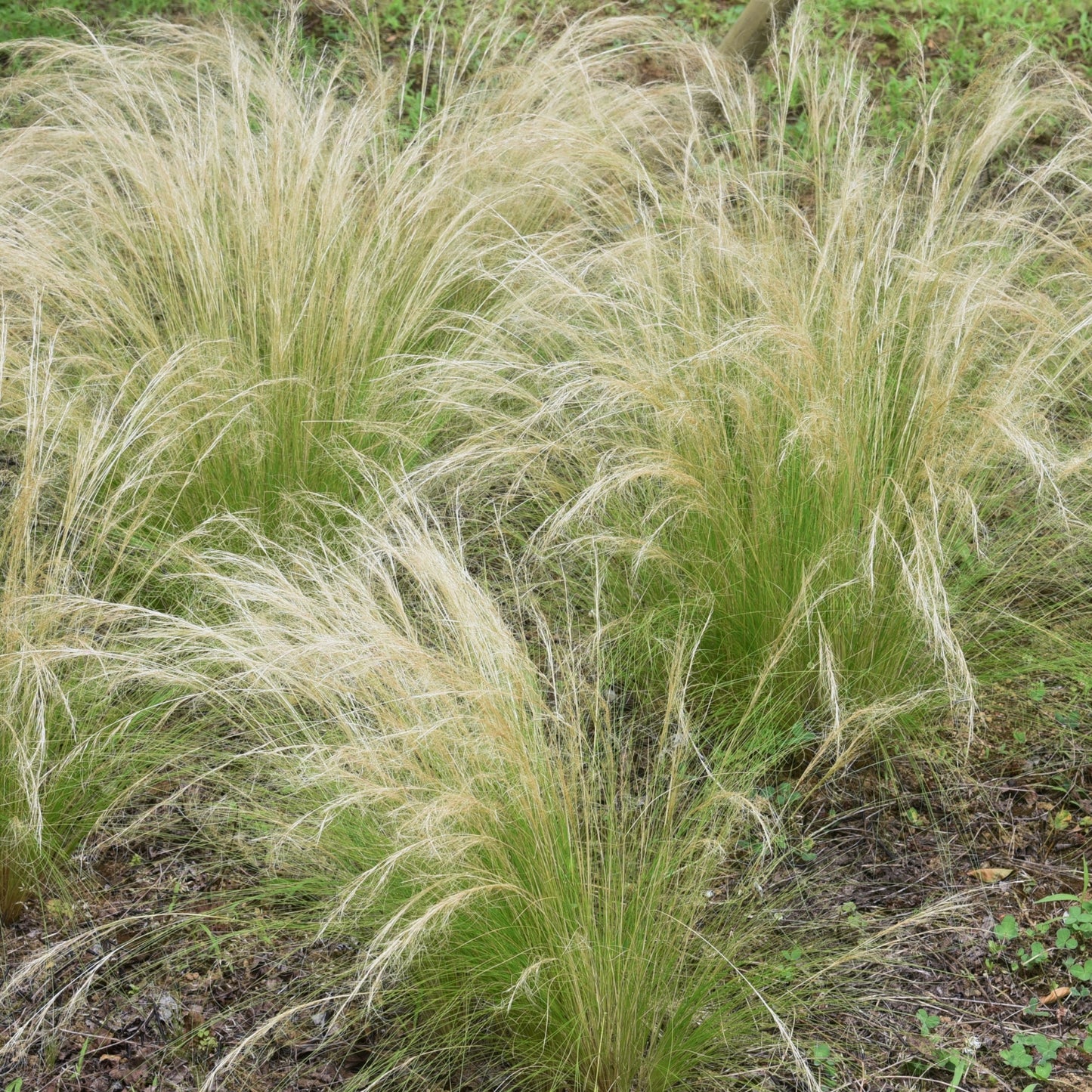 Stipa Tenuissima | Feather Grass