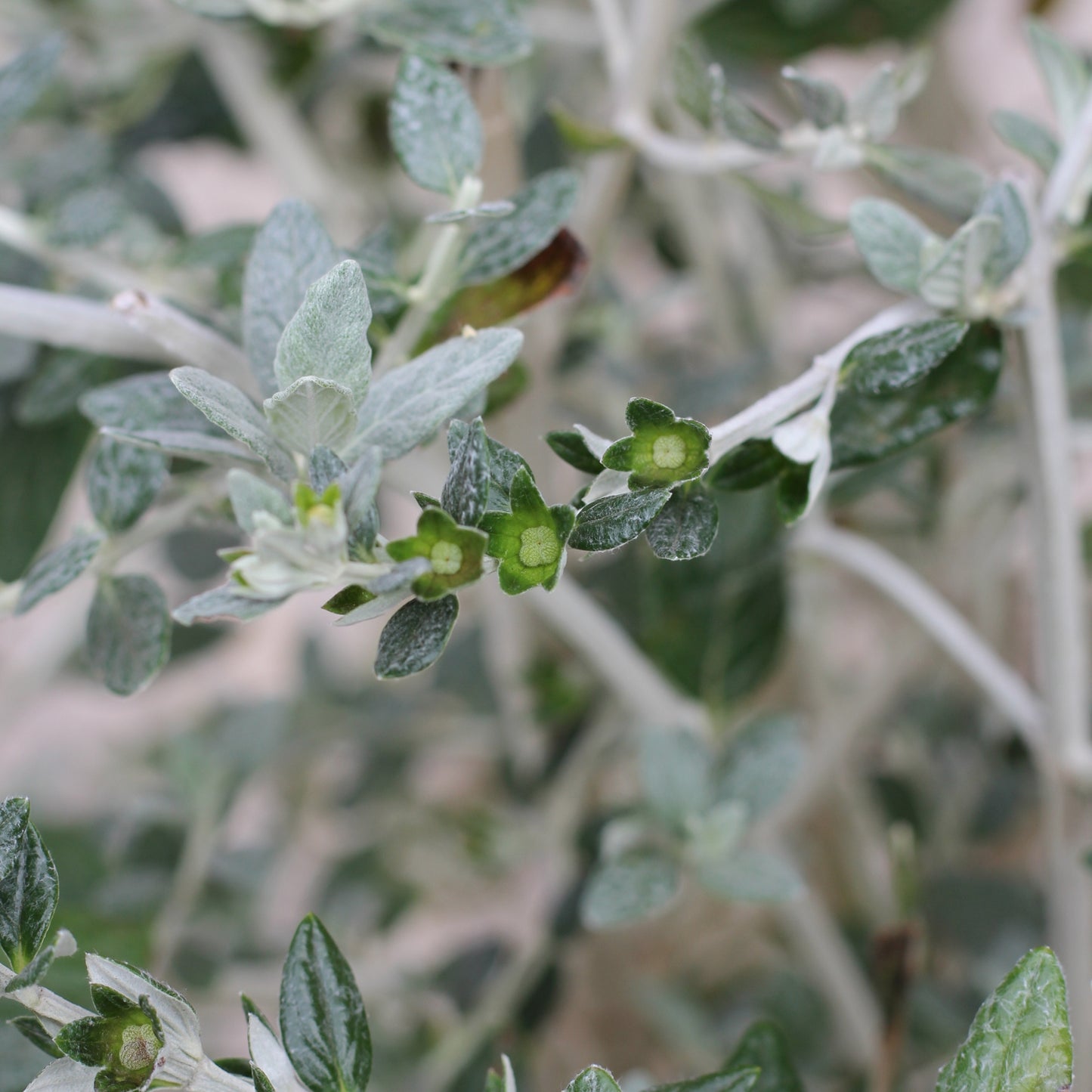 Teucrium