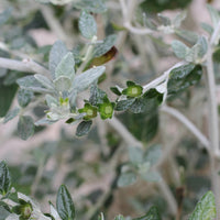 Teucrium