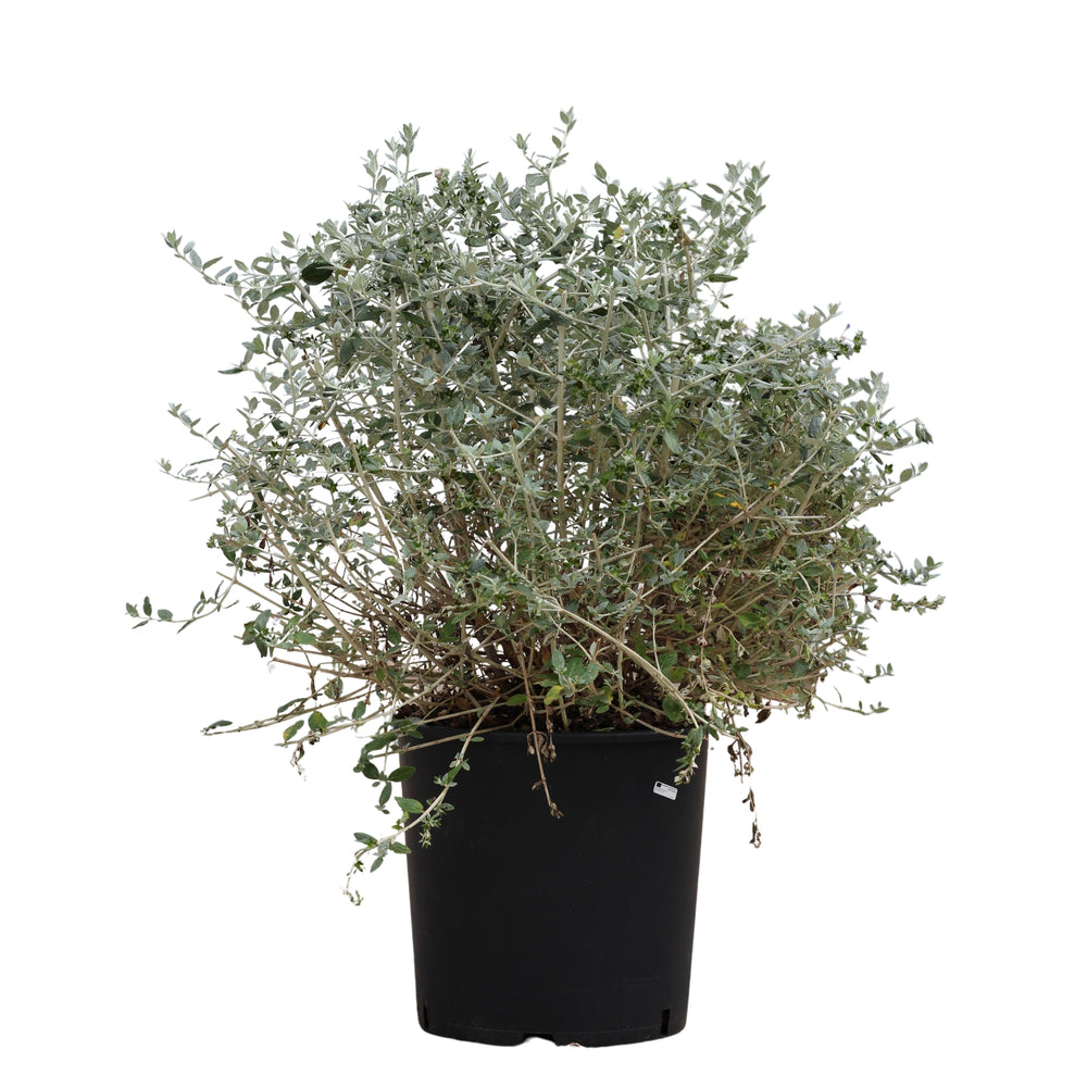 Teucrium