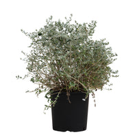 Teucrium