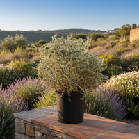 Teucrium