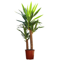 Yuca Gigante