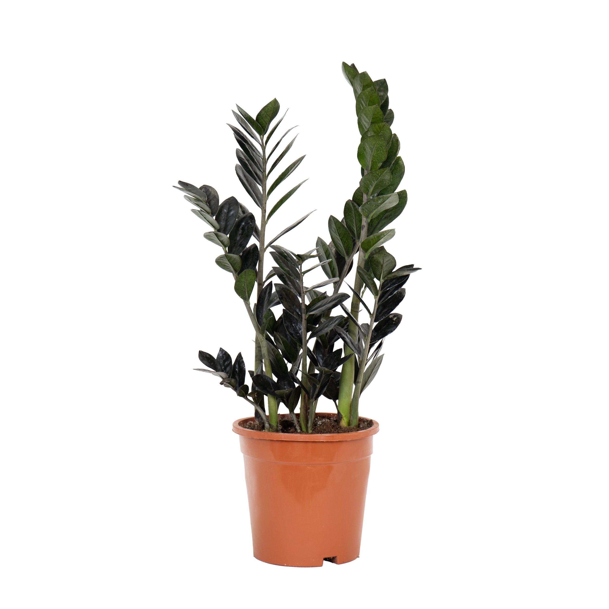 planta de interior rara resistente zamioculcas zamiifolia raven com folhas verde escuras quase negras em vaso