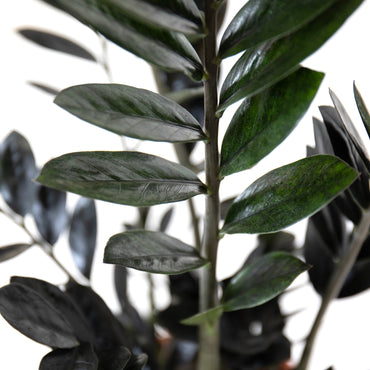 folhagem da planta de interior rara resistente zamioculcas zamiifolia raven com folhas verde escuras quase negras 