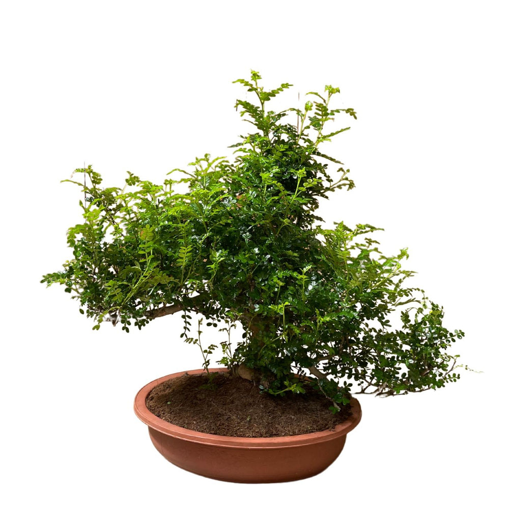 Bonsai Zanthoxylum