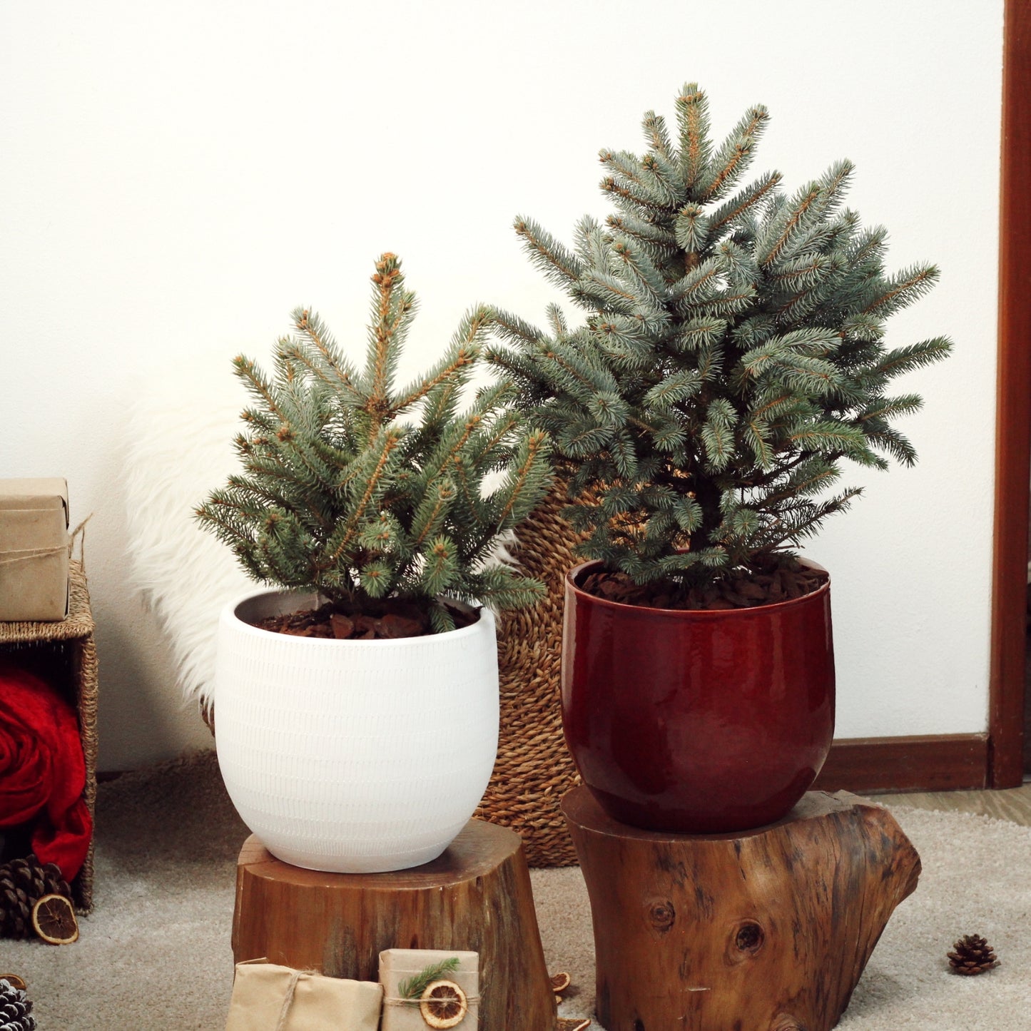 Abeto Azul | Árvore de Natal Natural