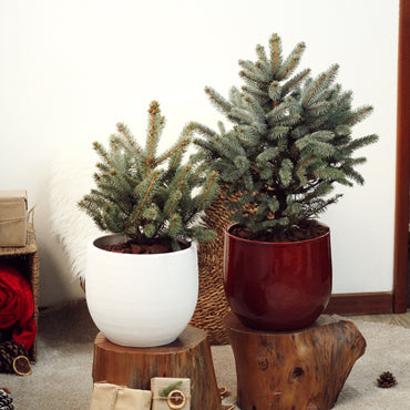 Abeto Azul | Árvore de Natal Natural