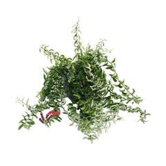 Lipstick Plant Twister | Planta Pintalabios