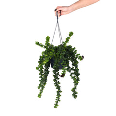 Lipstick Plant Rasta | Planta Batom