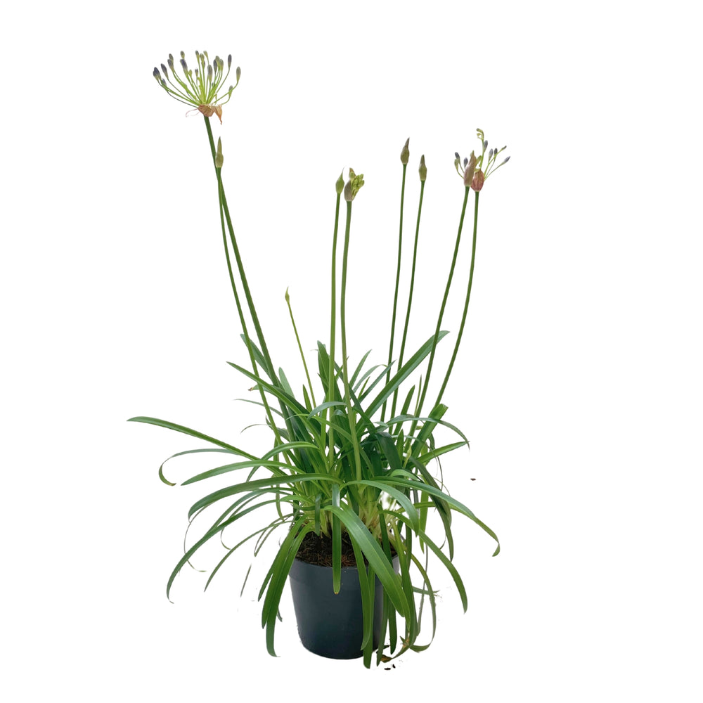 African Lily