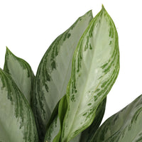 Aglaonema Silver Bay